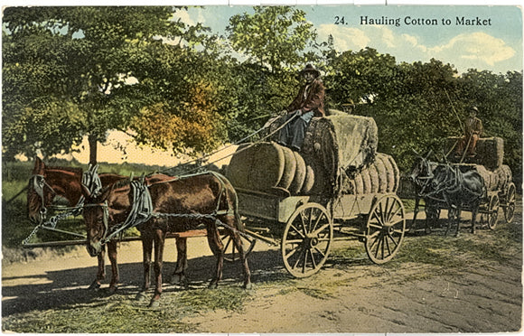 Hauling Cotton to Market, San Antonio, TX - Carey's Emporium