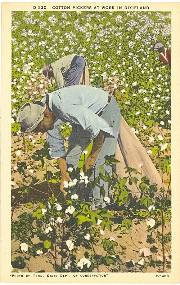 Cotton Pickers at Work in Dixieland - Carey's Emporium