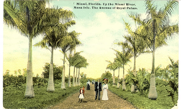 Up the Miami River, Musa Isle, Avenue of Royal Palms, Miami, FL - Carey's Emporium