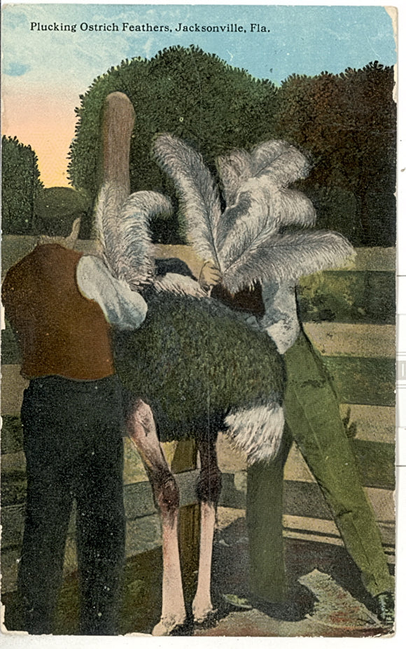 Plucking Ostrich Feathers, Jacksonville, FL - Carey's Emporium