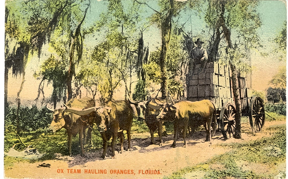 Ox Team Hauling Oranges, Florida - Carey's Emporium