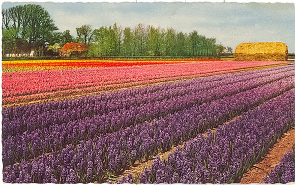 Holland in Bloementooi - Carey's Emporium