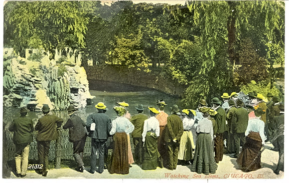 Watching Sea Lions, Chicago, IL - Carey's Emporium
