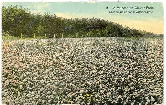 A Wisconsin Clover Field, Richland Center, WI - Carey's Emporium