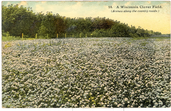 A Wisconsin Clover Field - Carey's Emporium