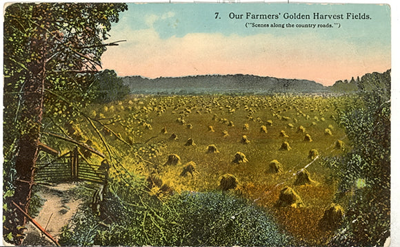 Our Farmers' Golden Harvest Fields - Carey's Emporium