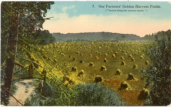 Our Farmers' Golden Harvest Fields - Carey's Emporium