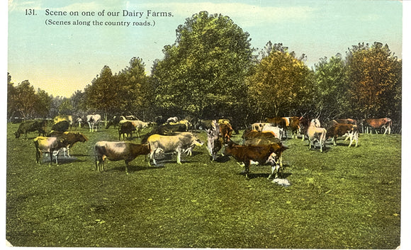 Scene on one of our Dairy Farms - Carey's Emporium