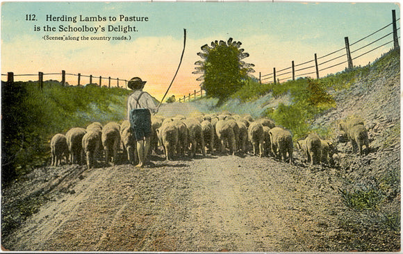 Herding Lambs to Pasture is the Schoolboy's Delight - Carey's Emporium