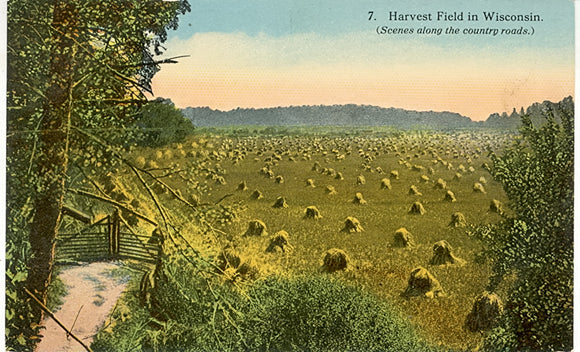 Harvest Field in Wisconsin - Carey's Emporium