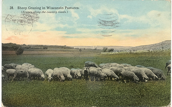 Sheep Grazing in Wisconsin Pastures, Whitewater, WI - Carey's Emporium