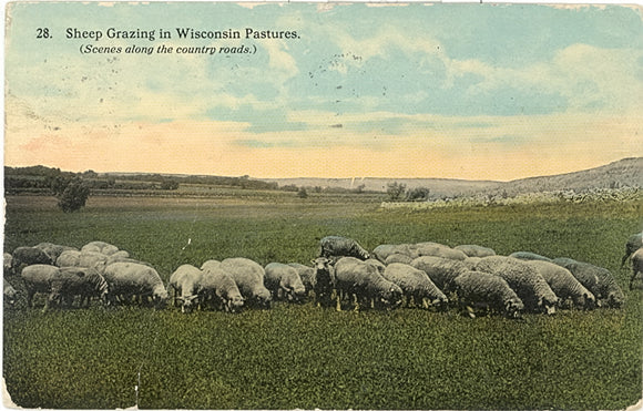 Sheep Grazing in Wisconsin Pastures, Milwaukee, WI - Carey's Emporium