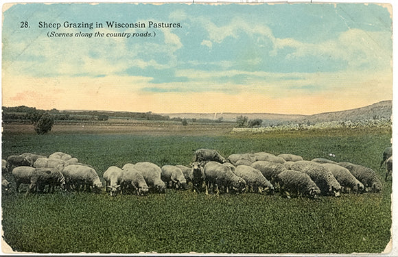 Sheep Grazing in Wisconsin Pastures, Elkhorn, WI - Carey's Emporium