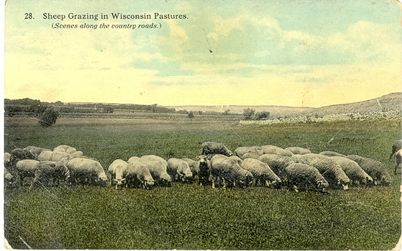 Sheep Grazing in Wisconsin Pastures, Boscobel, WI - Carey's Emporium