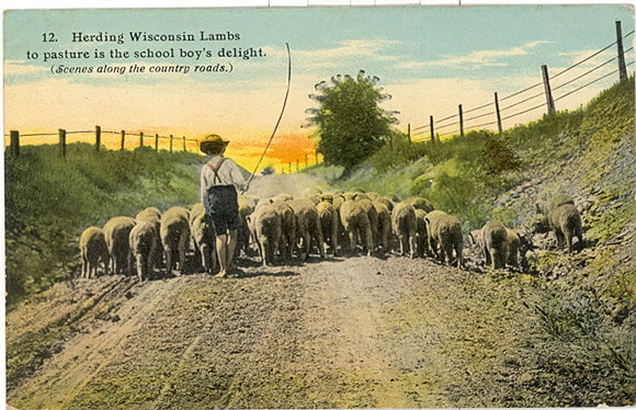 Herding Wisconsin Lambs to pasture is the school boy's delight - Carey's Emporium