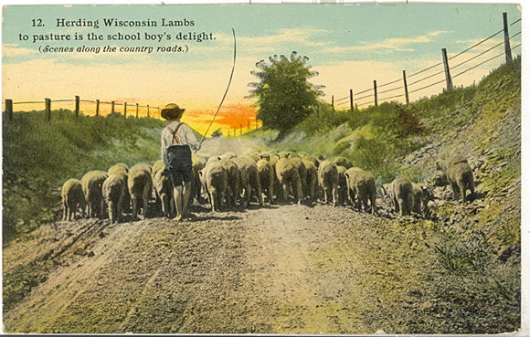 Herding Wisconsin Lambs to pasture is the school boy's delight - Carey's Emporium