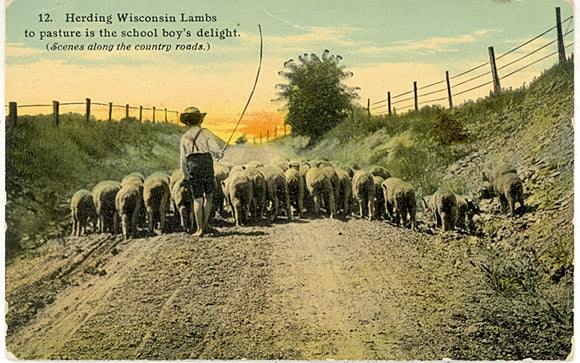 Herding Wisconsin Lambs to pasture is the school boy's delight - Carey's Emporium