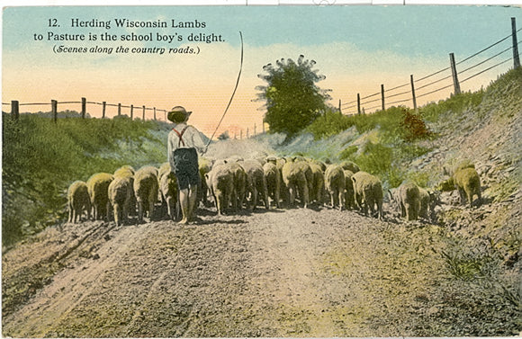 Herding Wisconsin Lambs to pasture is the school boy's delight - Carey's Emporium