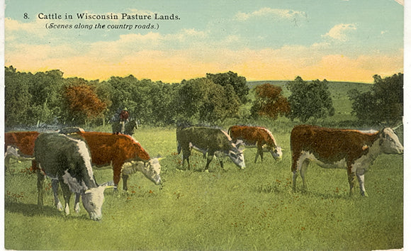 Cattle in Wisconsin Pasture Lands - Carey's Emporium