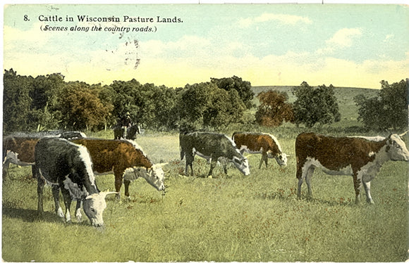 Cattle in Wisconsin Pasture Lands, Jefferson, WI - Carey's Emporium
