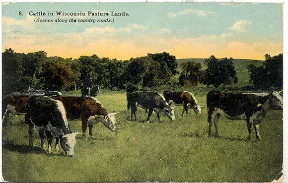 Cattle in Wisconsin Pasture Lands, Beaver Dam, WI - Carey's Emporium