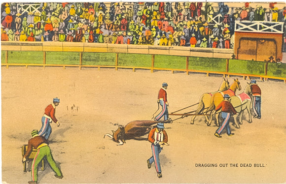 Dragging out the Dead Bull, Mexico - Carey's Emporium