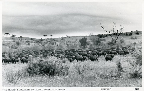 Buffalo, Queen Elizabeth National Park, Uganda - Carey's Emporium