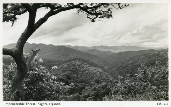 Impenetrable Forest, Kigezi, Uganda - Carey's Emporium