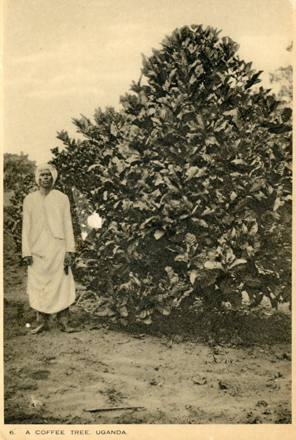 A Coffee Tree, Uganda - Carey's Emporium