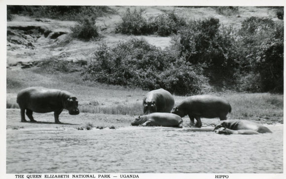 Hippo, The Queen Elizabeth National Park, Uganda - Carey's Emporium