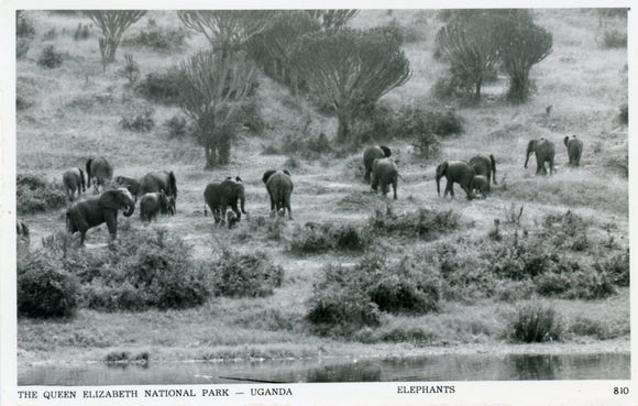 Elephants, The Queen Elizabeth National Park, Uganda - Carey's Emporium