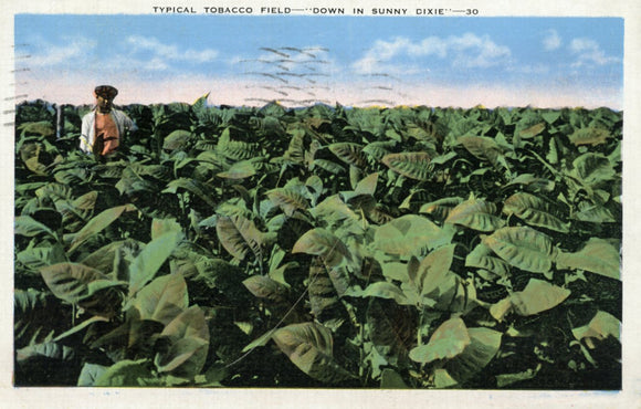Typical Tobacco field, Down in Sunny Dixie - Carey's Emporium