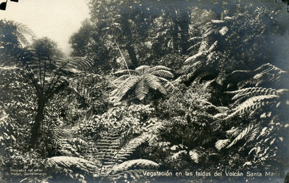 Vegatacion en las faldas del Volcan Santa Maria - Carey's Emporium