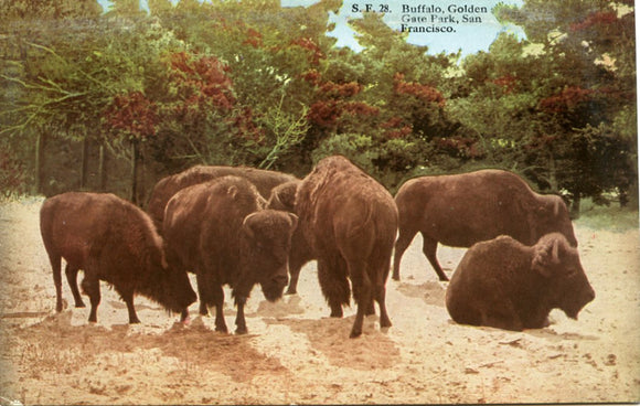 Buffalo, Golden Gate Park, San Francisco, CA - Carey's Emporium