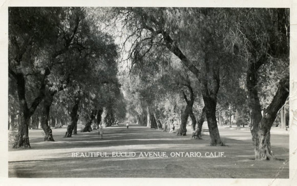 Beautiful Euclid Avenue, Ontario, CA - Carey's Emporium