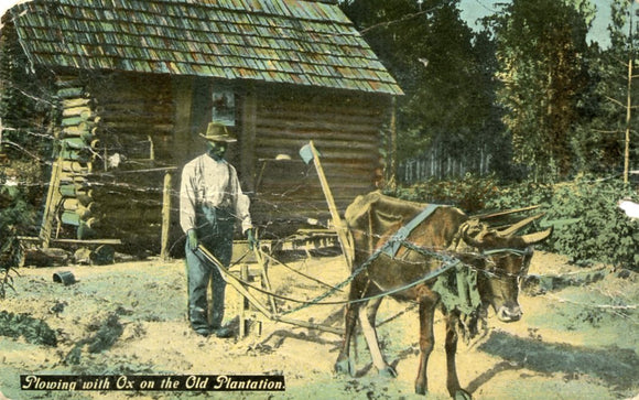 Plowing with Ox on the Old Plantation - Carey's Emporium