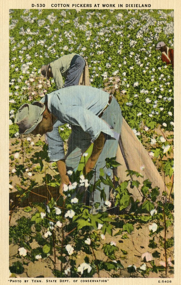 Cotton Pickers at Work in Dixieland - Carey's Emporium