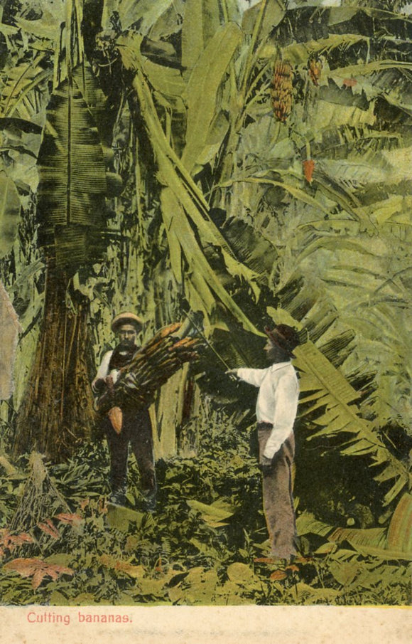 Cutting Bananas, Panama - Carey's Emporium