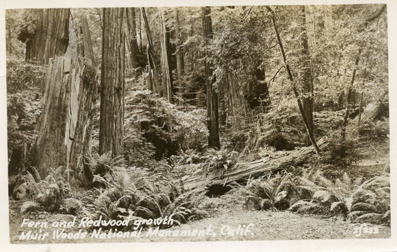 Fern and Redwood Growth, Muir Woods National Monument, WI - Carey's Emporium