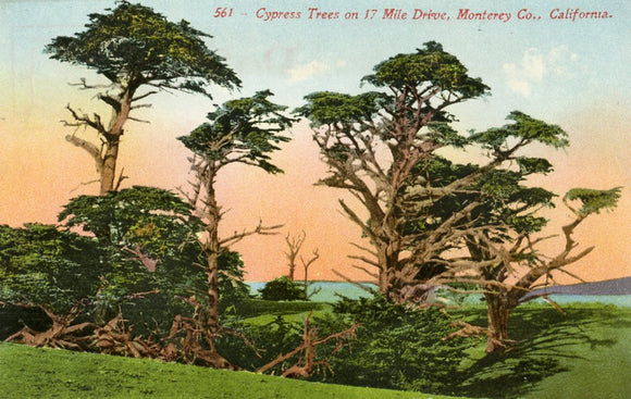 Cypress Tree on 17 Mile Drive, Monterey Co., CA - Carey's Emporium