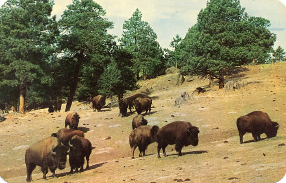 Buffalo (American Bison) in native state out in the west - Carey's Emporium