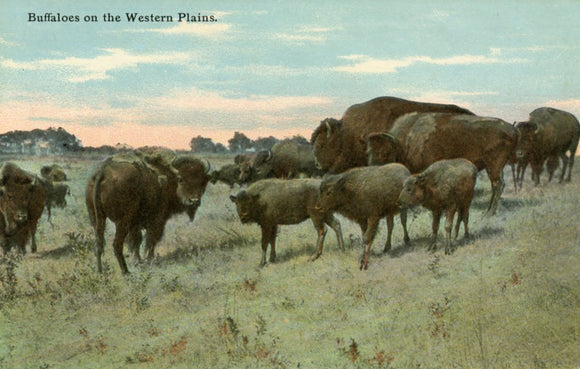 Buffaloes on the Western Plains - Carey's Emporium