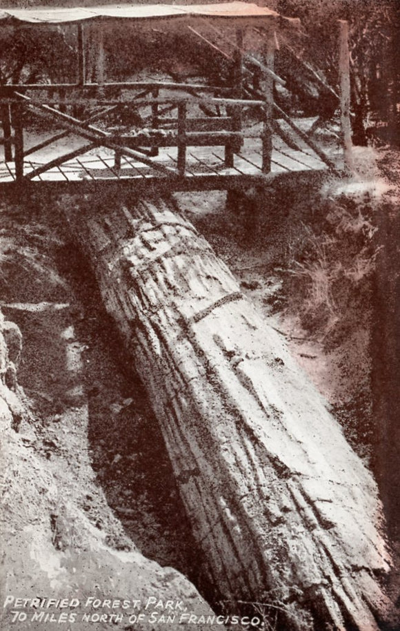 Petrified Forest Park, 70 Miles North of San Francisco, CA - Carey's Emporium