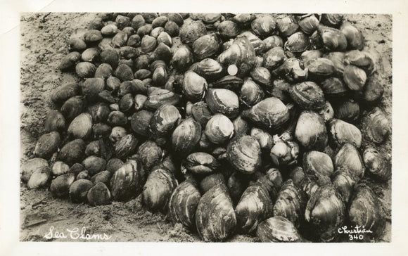 Sea Clams - Carey's Emporium