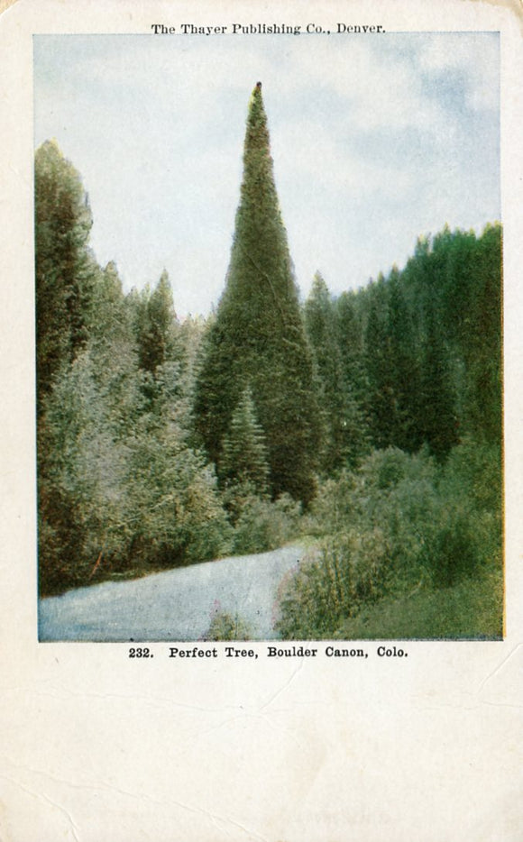 Perfect Tree, Boulder Canon, CO - Carey's Emporium