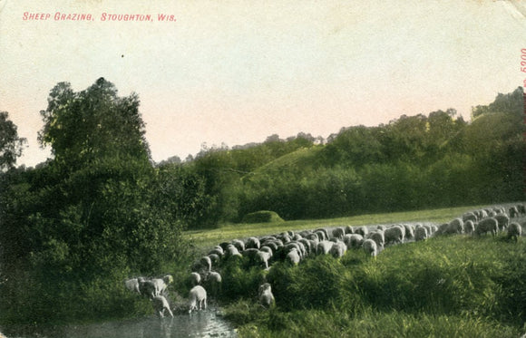 Sheep Grazing, Stoughton, WI - Carey's Emporium