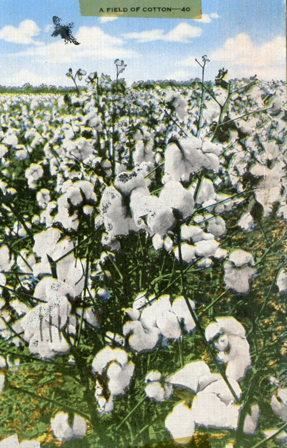 A Field of Cotton, Brookhaven, MS - Carey's Emporium