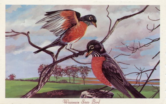 Wisconsin State Bird, Robin - Carey's Emporium