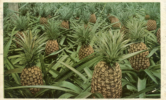 Florida Pines, FL - Carey's Emporium