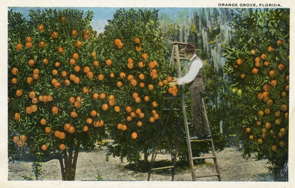 Orange Grove, FL - Carey's Emporium